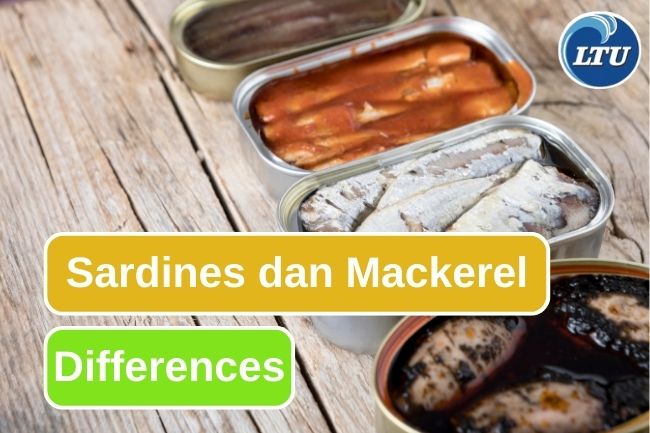 3 Comparison Between Sardines and Mackerel